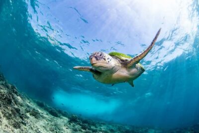 Try scuba Diving Tours To Daymaniyat Islands. - Seeb Marina check-in at 8:15 AM (and the details they ask for)