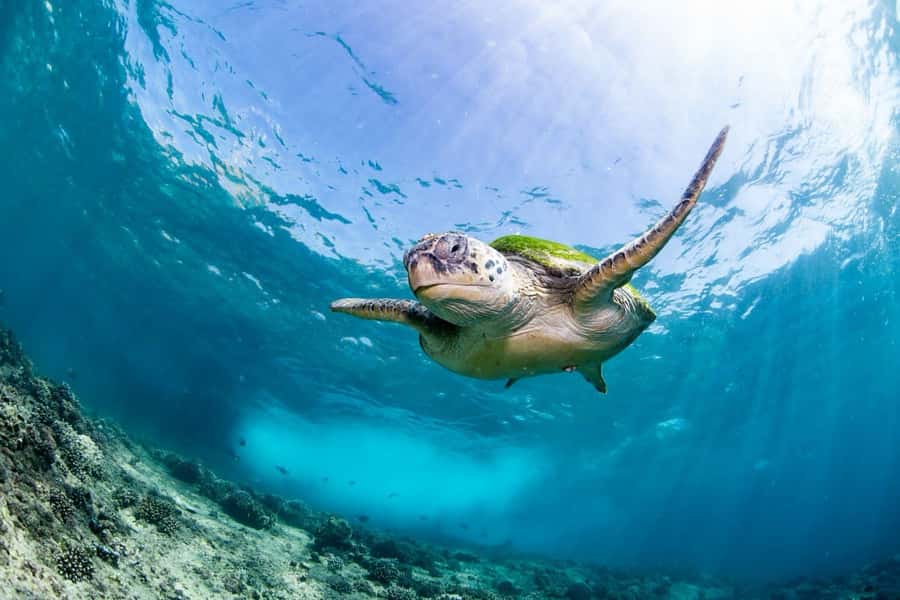 Try scuba Diving Tours To Daymaniyat Islands. - Seeb Marina check-in at 8:15 AM (and the details they ask for)