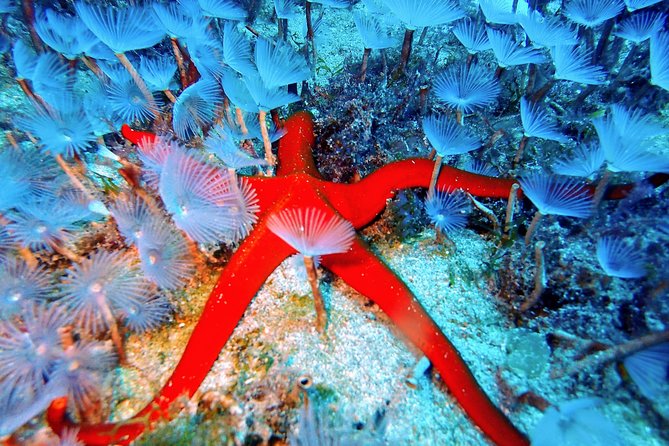 Try Scuba Diving with 2 Ocean Dives - Session two to about 12 meters: seeing more marine life at a steady pace