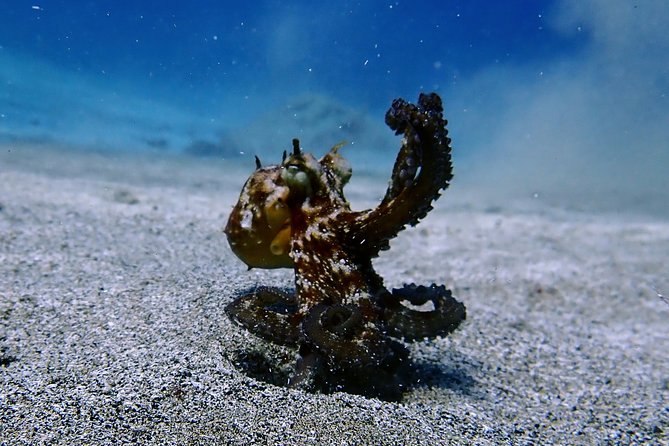 Try Scuba Diving with 2 Ocean Dives - What Playa Chica feels like in the real world