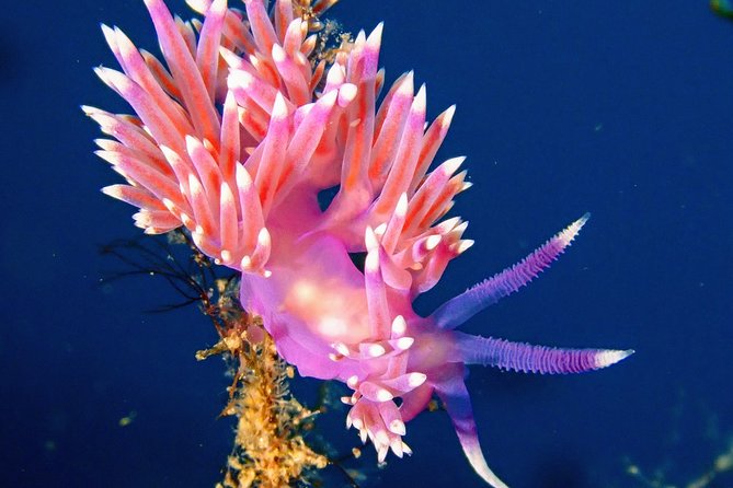 Try Scuba Diving with 2 Ocean Dives - Two 40-minute sessions: the value math that matters