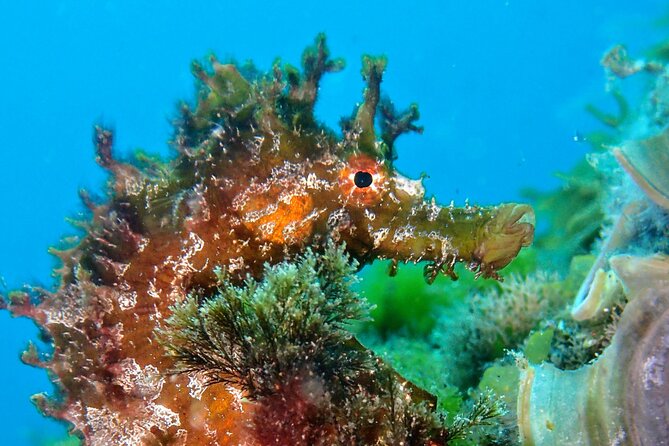 Try Scuba Diving with 2 Ocean Dives - Price, photos, and the one extra cost to plan for