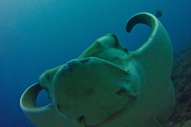 TRY SCUBA DIVING with a Dedicated Instructor - Key Highlights You’ll Feel Right Away