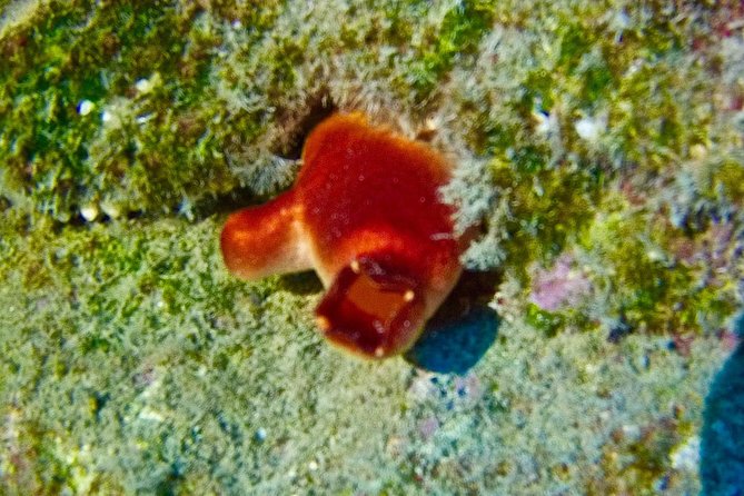 TRY SCUBA DIVING with a Dedicated Instructor - Meeting at the Las Galletas Center (and Why It Matters)