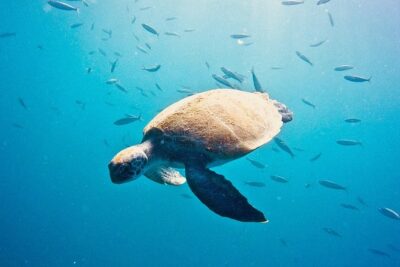 TRY SCUBA DIVING with a Dedicated Instructor - What You’ll Actually Do in About 3 Hours