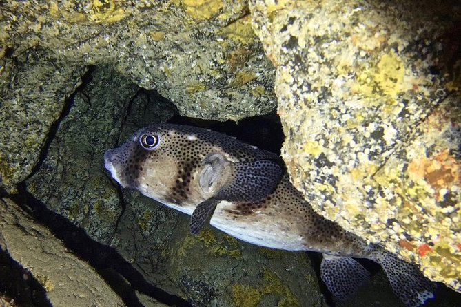 TRY SCUBA DIVING with a Dedicated Instructor - Best Fit: Who Should Book This in Tenerife
