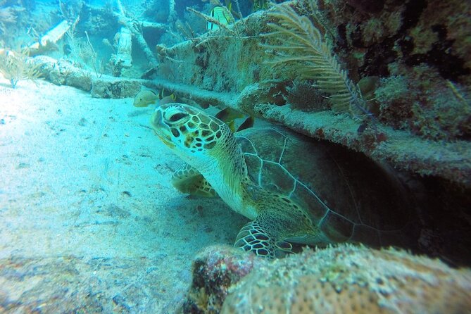 Try Scuba Diving with Professional Scuba Instructor - Instructors and safety: why the teaching style matters