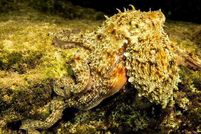 Try Scuba in Crete – Free Certification & Photos (Beginners) - Skills, safety, and what to do if you feel panic jitters