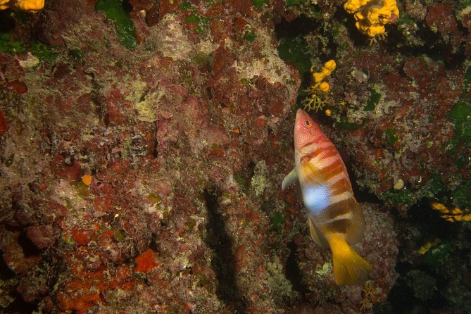 Try Scuba in Crete – Free Certification & Photos (Beginners) - Gear, snacks, and the little comfort wins that make a difference