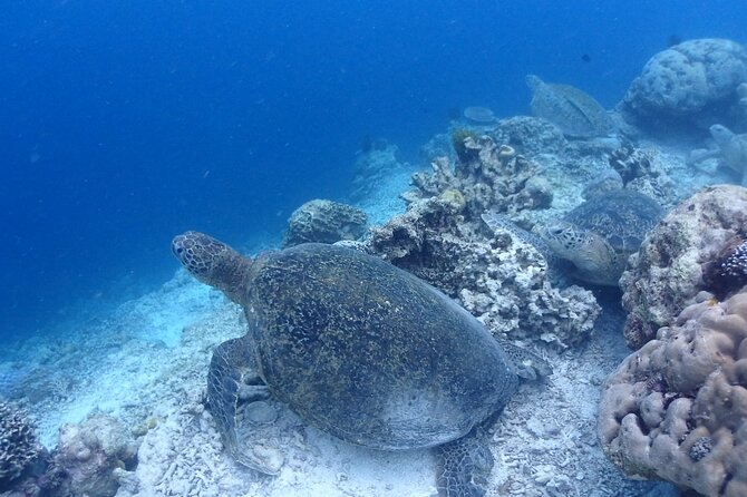 TRY SCUBA (non diver) - The guide setup: why Basir’s calm approach matters