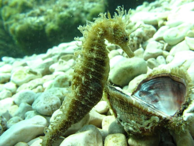 Tučepi: Adriatic Sea Diving Lessons with Guided Dive & Gear - Theory, then practice: how the lesson builds confidence