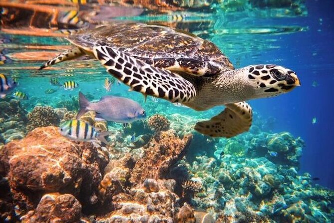 Tulum Area Experiences Guided 2 Tank Scuba Dive Casa Cenote & Barrier Reef-Lunch - Casa Cenote: Freshwater Swim With Fish and a Resident Crocodile/Alligator
