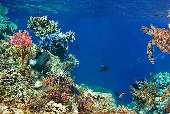 Tulum Area Experiences Guided 2 Tank Scuba Dive Casa Cenote & Barrier Reef-Lunch - Open-Ocean Reef Time: Barrier Reef Expectation and the Weather Reality