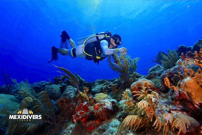 Tulum Diving (Reef) 2 Tanks - Check-In, Paperwork, and a PADI-Led Briefing You’ll Actually Use