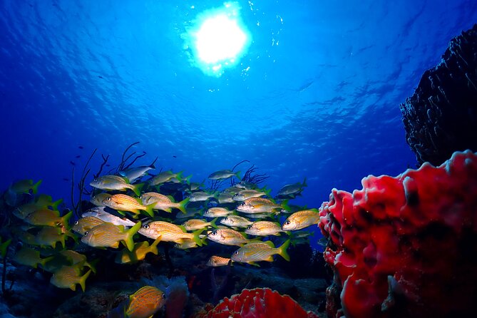 Tulum Diving (Reef) 2 Tanks - Two Underwater Sessions (45–50 Minutes Each): What You’re Paying For