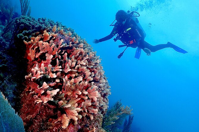 Tulum Diving (Reef) 2 Tanks - Certified Pricing vs. New-Scuba Cost: The 500 Pesos Decision