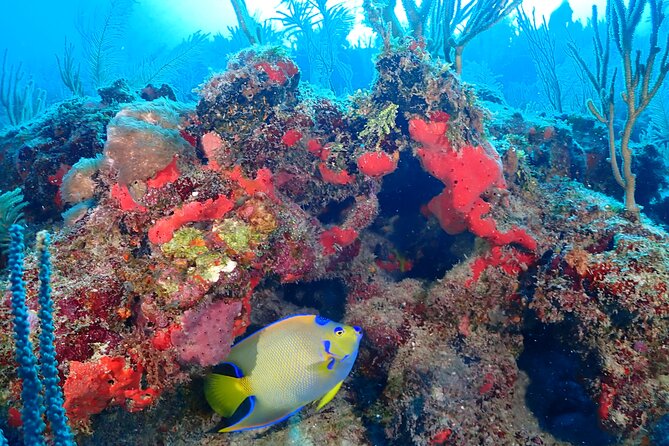Tulum Diving (Reef) 2 Tanks - English Instruction and the Comfort of a Known Routine