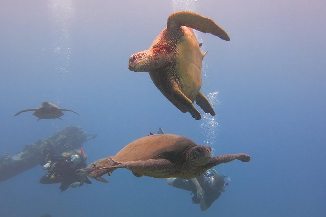 Turtle & Shark Scuba Dive in Lahaina: Certified - Timing your day: the 18-hour rule after your scuba session
