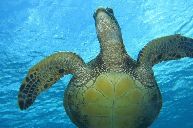Turtle & Shark Scuba Dive in Lahaina: Certified - What to expect from the 2-hour schedule (and where it can vary)