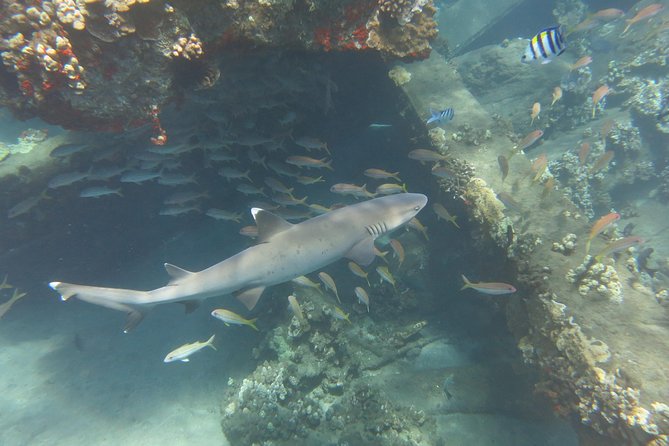 Turtle & Shark Scuba Dive in Lahaina: Certified - Who should book this Lahaina turtle-and-shark session
