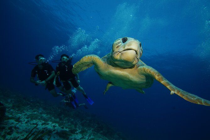 Two Dives and Class for Begginers Divers in Cancun - Second tank session at Manchones Reef: coral and color
