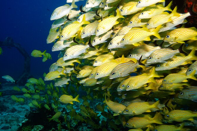 Two Dives and Class for Begginers Divers in Cancun - Should you book this Cancun beginner scuba day?