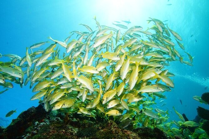 Two Dives and Class for Begginers Divers in Cancun - First tank session at MUSA: art, statues, and marine life