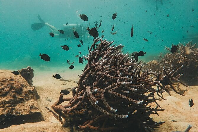 Two Fun Dives for Certified Divers in Koh Kood or Koh Rang - Two underwater sessions from Koh Kood or Koh Rang: what you’re really buying