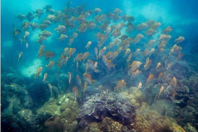 Two Fun Dives for Certified Divers in Koh Kood or Koh Rang - Price and the one extra fee at Koh Rang Marine Park