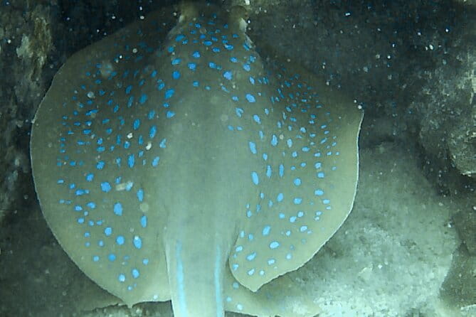 Two Fun Dives for Certified Divers in Koh Kood or Koh Rang - East Koh Kood vs West Koh Kood vs Koh Rang Marine Park (it depends on the day)