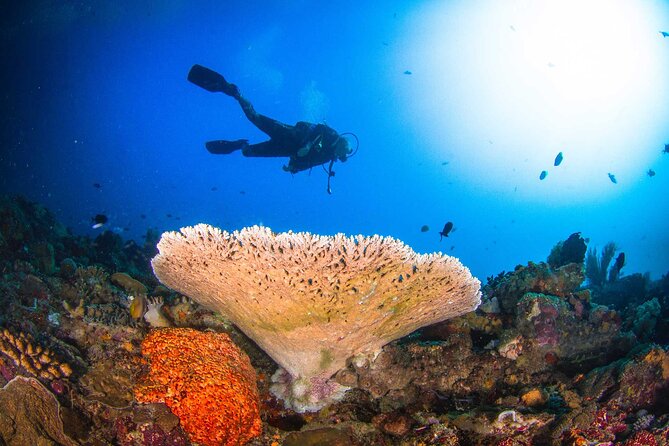 Two fun dives morning trip (Certified Divers only) - A small-group 7:00am plan with serious reef time