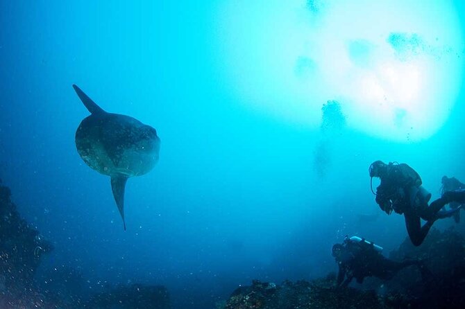 Two fun dives morning trip (Certified Divers only) - The boat time: more than just travel