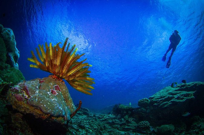 Two fun dives morning trip (Certified Divers only) - How the two underwater sessions are planned