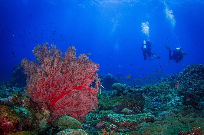 Two fun dives morning trip (Certified Divers only) - Nusa Penida reefs and sea life: what to watch for