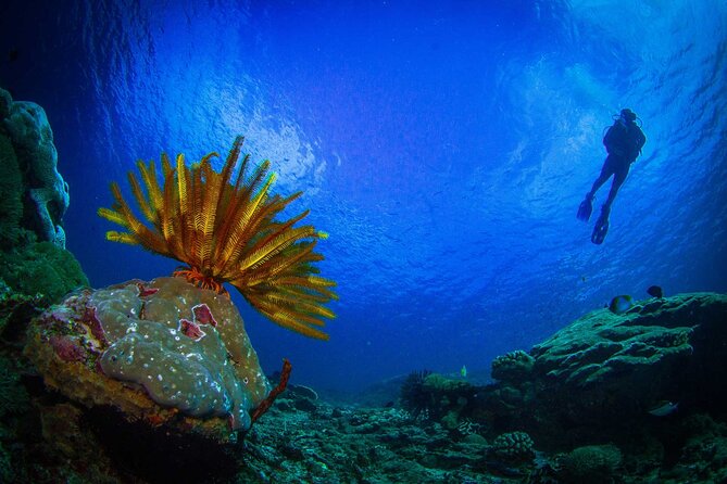 Two fun dives morning trip (Certified Divers only) - Food and drinks: the simple win after tank one and two