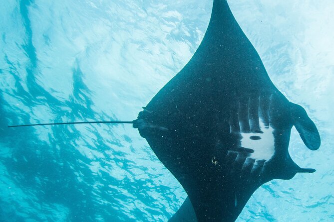 Two fun dives morning trip (Certified Divers only) - Gear, tanks, and what’s actually included