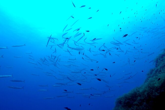 Two Morning Dives in Gozo for Certified Diver - Tank changes and the coffee-and-cookies break between sessions