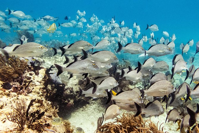 Two reef discovery dives with professional instructor (no experience necessary) - Small Groups, Big Attention: Why the Cap at Four Changes Everything