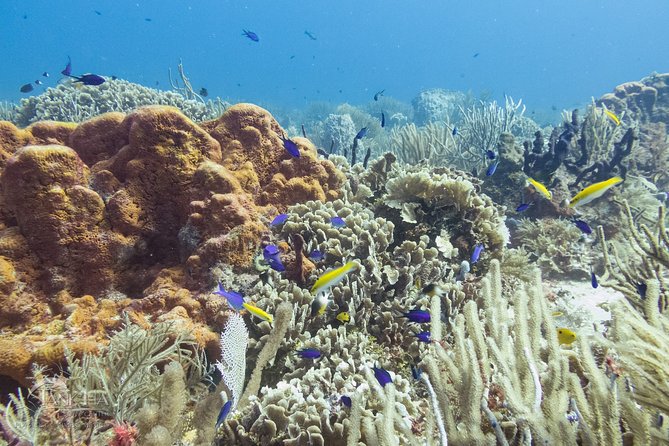 Two reef discovery dives with professional instructor (no experience necessary) - Meeting Point and Getting There Without Hotel Pickup