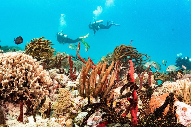 Two reef discovery dives with professional instructor (no experience necessary) - Weather, Comfort, and Day-of Flexibility