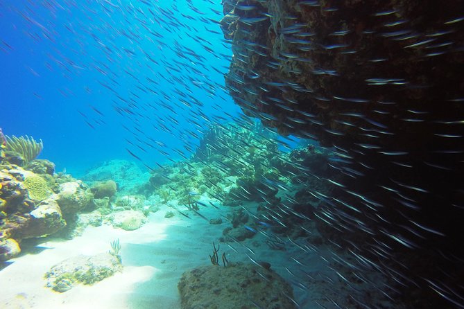 Two-Tank Dive for Certified Diving in St Thomas - Timing, Weather, and Cruise-Ship Reality in St Thomas