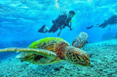 Two Tank Dive in Montego Bay w/Certified Divers - Price and Value: What $155 Really Buys You