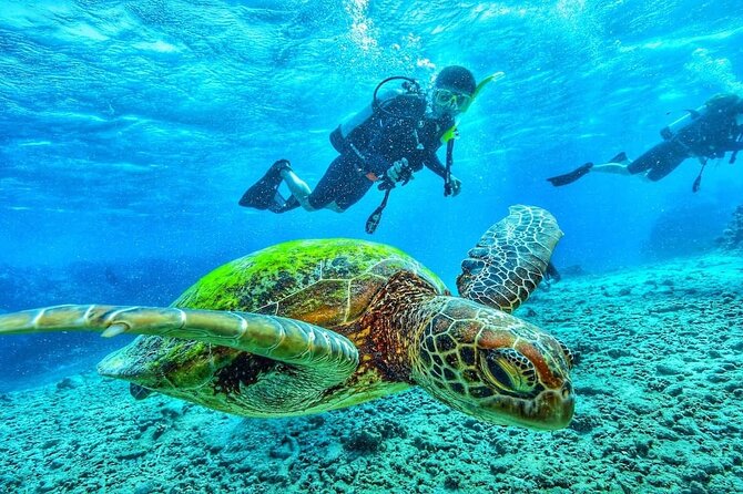 Two Tank Dive in Montego Bay w/Certified Divers - Price and Value: What $155 Really Buys You