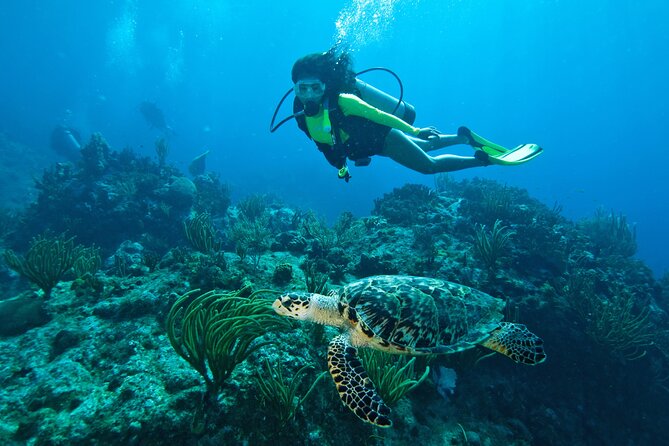 Two-Tank Morning Dive Trip for Certified Divers - Key Points Before You Go