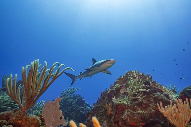 Two-Tank Morning Dive Trip for Certified Divers - Gear Included: Less Hassle, More Time to Watch the Reef