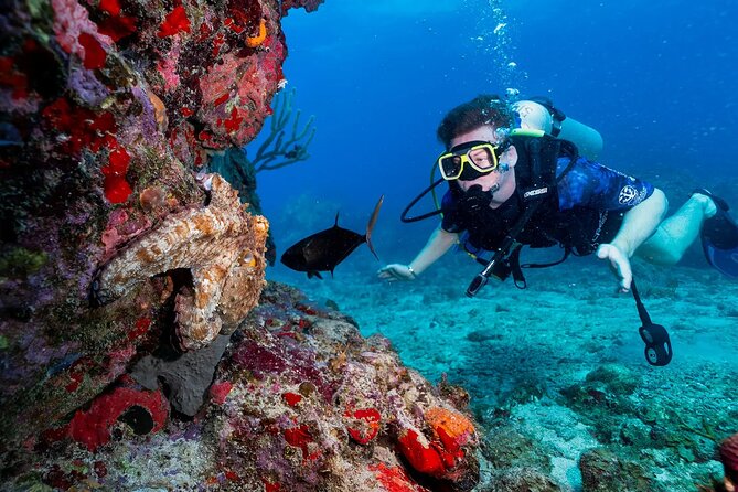 Two-Tank Morning Dive Trip for Certified Divers - Who Should Book This Morning Two-Tank Trip