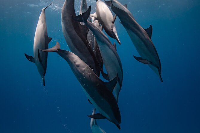 Two Tank Morning Reef Dive and Snorkel - Key highlights you’ll care about
