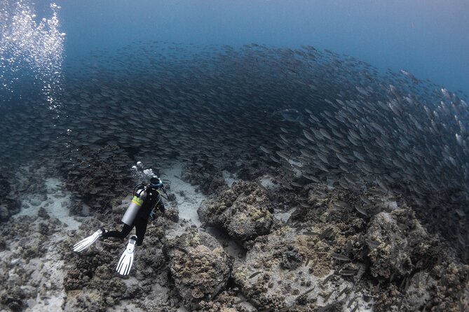 Two Tank Morning Reef Dive and Snorkel - Snorkeling alongside scuba: a smart option for mixed groups