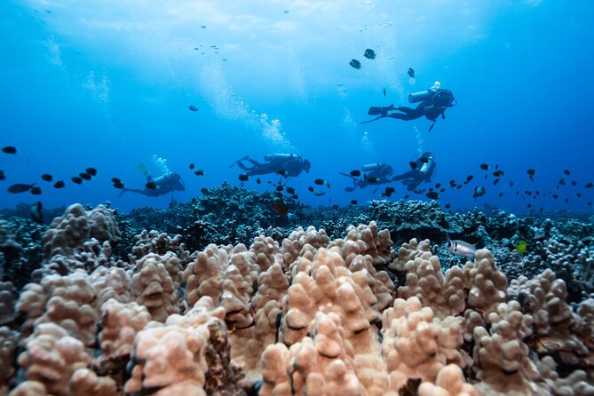 Two Tank Morning Reef Dive and Snorkel - Guides: the difference between fast, supportive, and unforgettable
