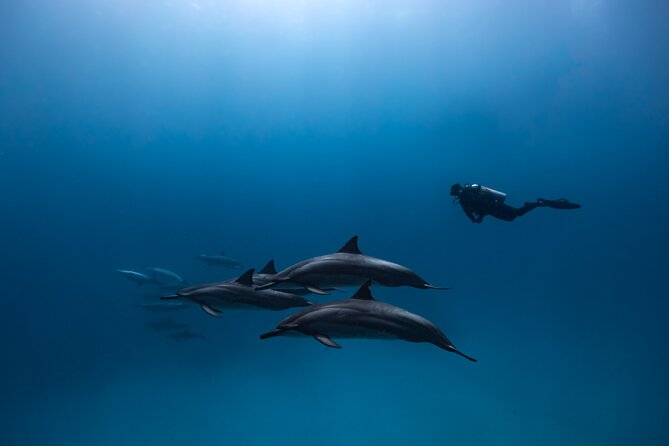 Two Tank Morning Reef Dive and Snorkel - Meeting point and timing: keeping your day smooth